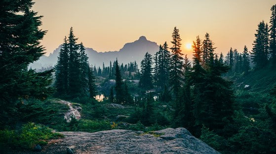International Day of Forests